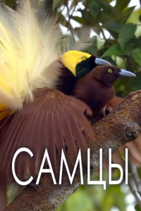 Постер «Самцы»